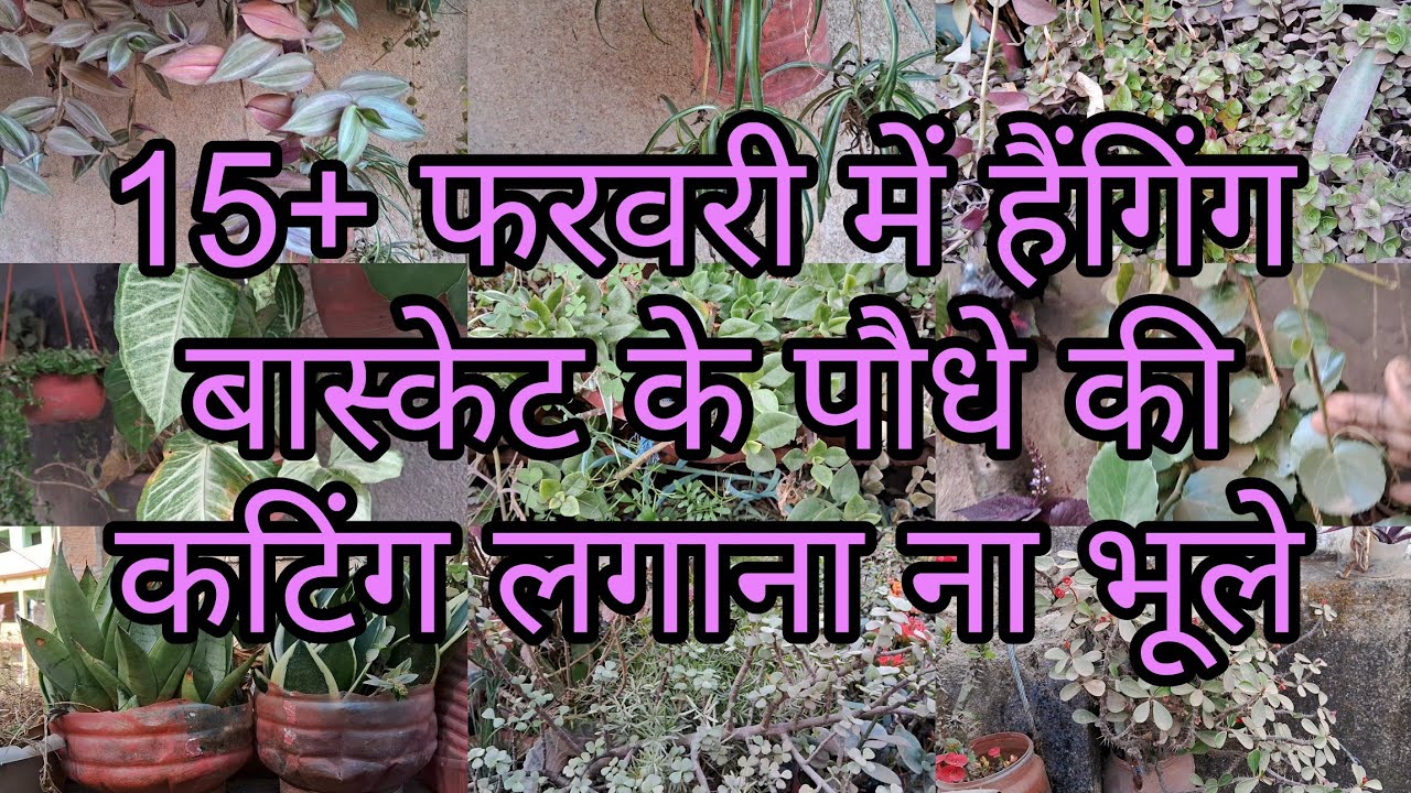 15+ फरवरी में तेजी से बढ़ने वाले हैंगिंग बास्केट के सुंदर सुंदर पौधे #hagiang #cutting 