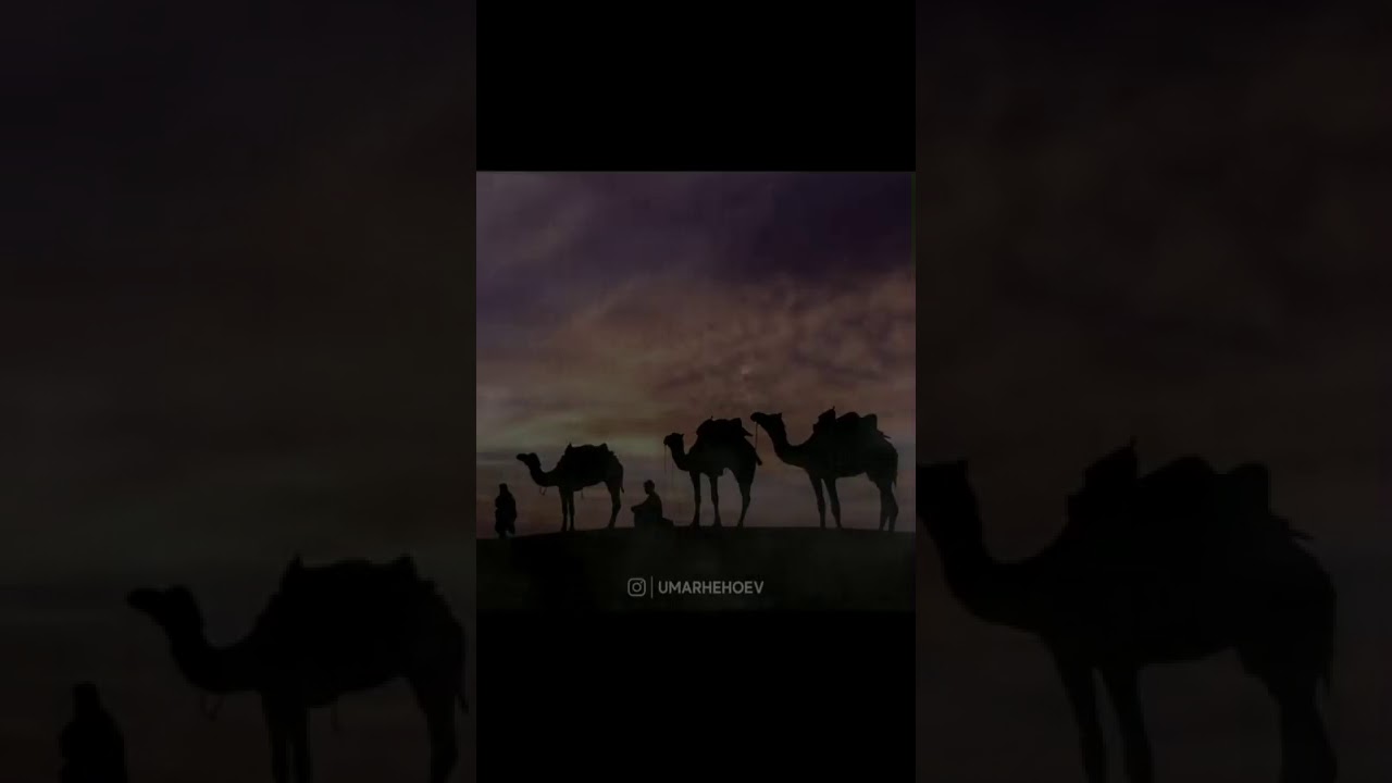 шайх Умар Хехоев инзаре дийцар ду х1ара