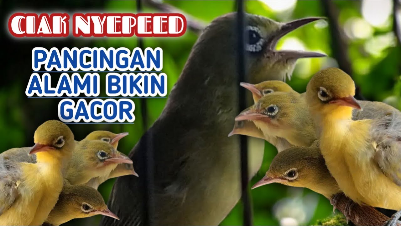 CIAK CIAK RIBUT SUARA MASTERAN KECIAL KUNING BETINA ‼️PANCINGAN JITU KECIAL KUNING AGAR BUKA PARUH