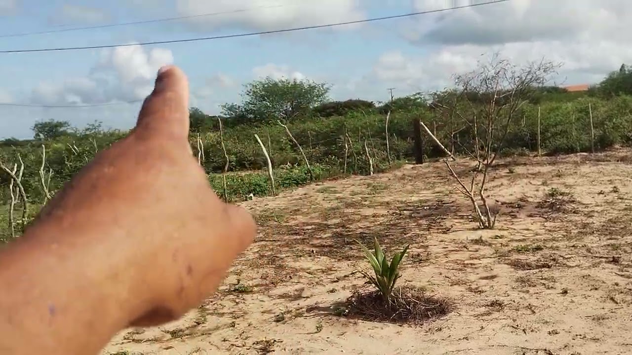 Oq fazer, quando comprar uma terra..na nossa região.acista esse vídeo. Sítio do amigo Eduardo 