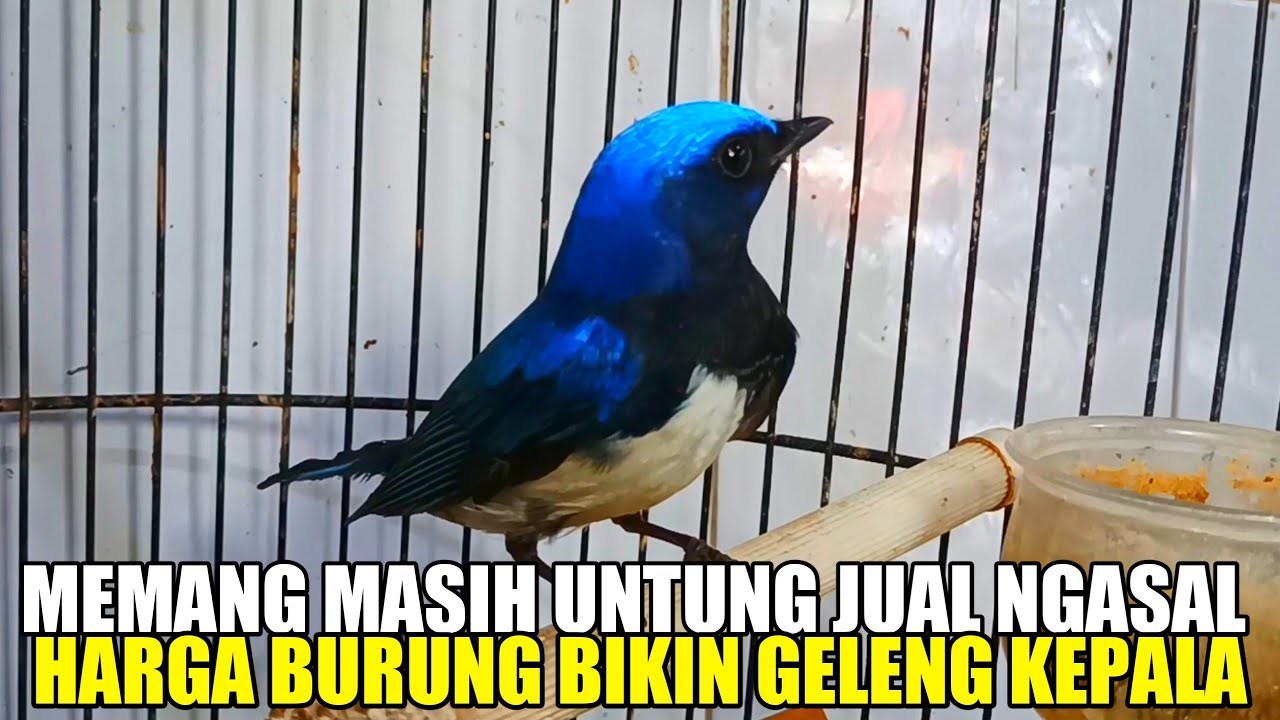🔴 JUAL NGASAL LAKU GAK MIKIR RUGI PANTES RAMAI PENGUNJUNG HARGA BURUNG DI PASAR