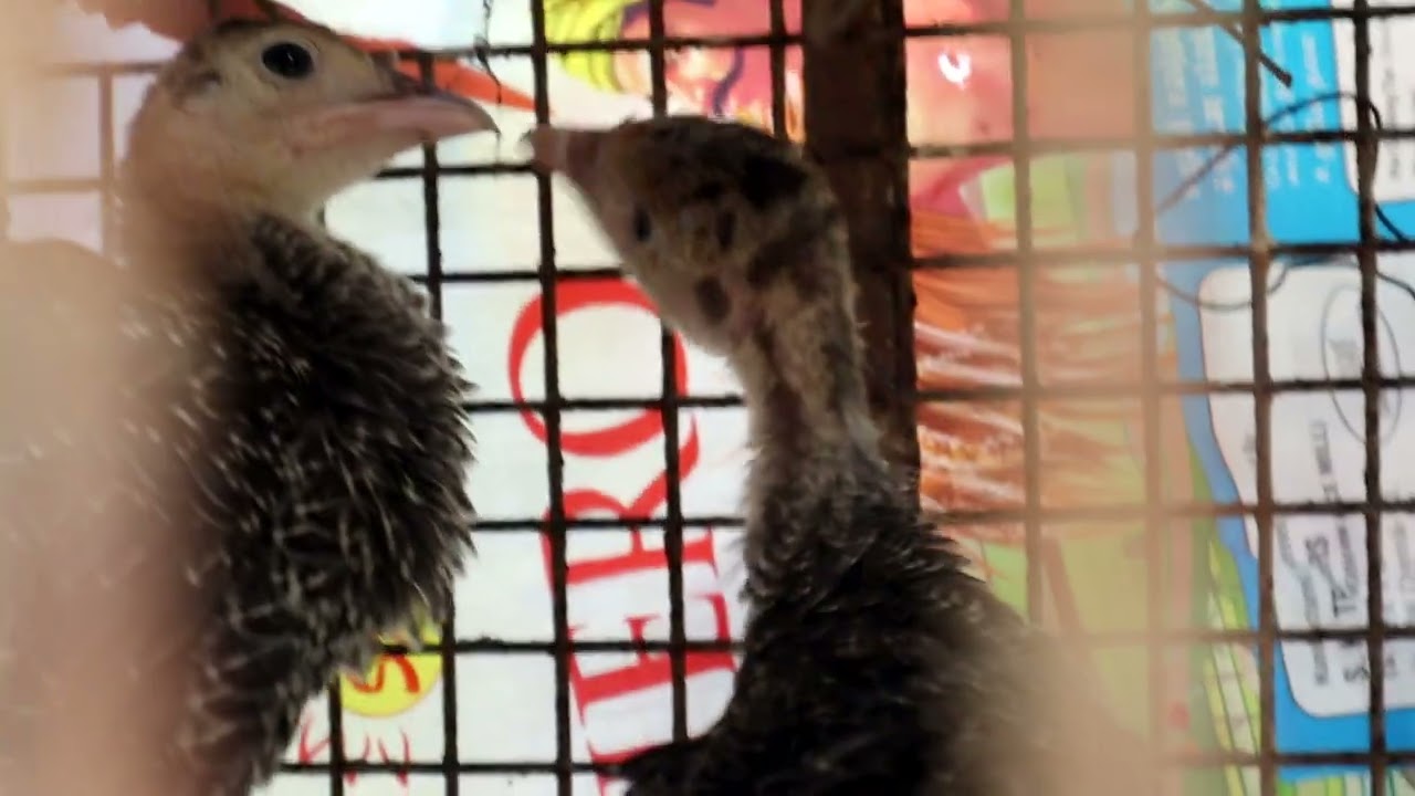 Turkey bird from pallavaram santhai pets| pallavaram friday market in Tamil| vankoli details