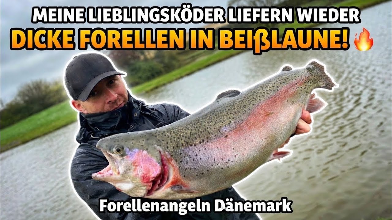 Aggressive Lachsforellen im Herbst! Forellenangeln in Dänemark!