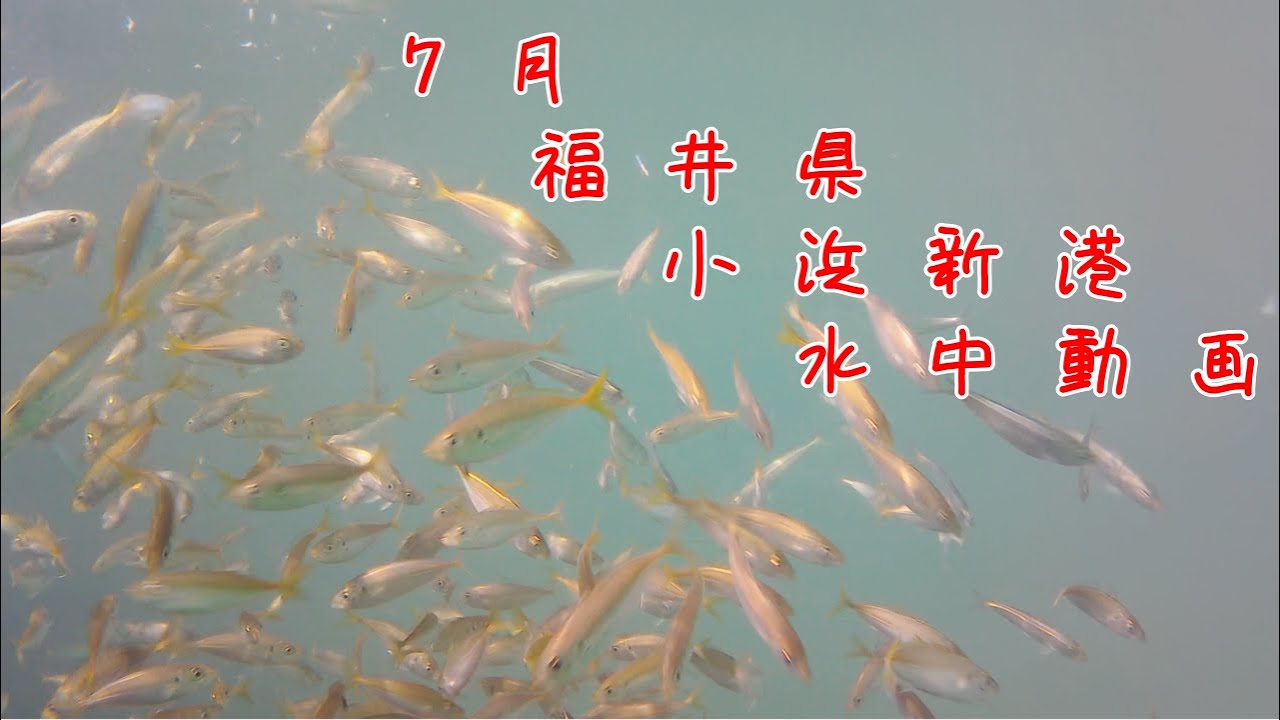 福井県『小浜新港』 ｟7月｠ アジにイワシ乱舞　【水中映像】