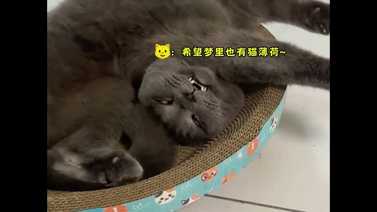 盘点猫咪吸猫薄荷后的反应，猫咪：这批货太纯了～#猫薄荷 #猫咪