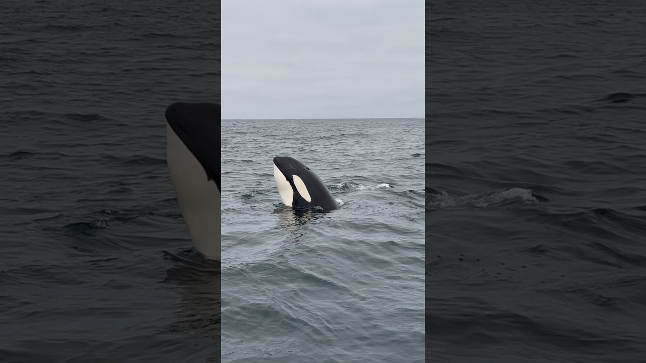FRIENDLY ORCAS today, showing off! #shorts #viral #ocean