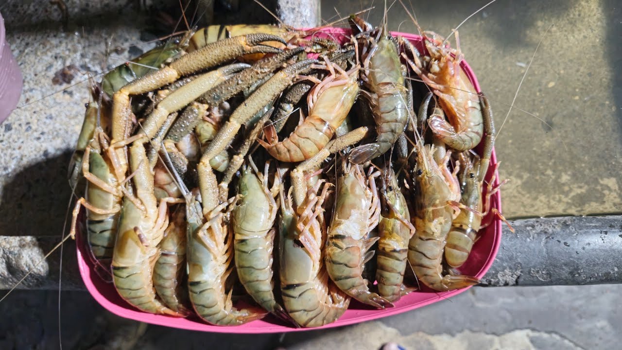 LANGOSTINOS - Pesca en el río Atoyac, Veracruz #pesca #fishing #nature #viral #adventure #wildlife 