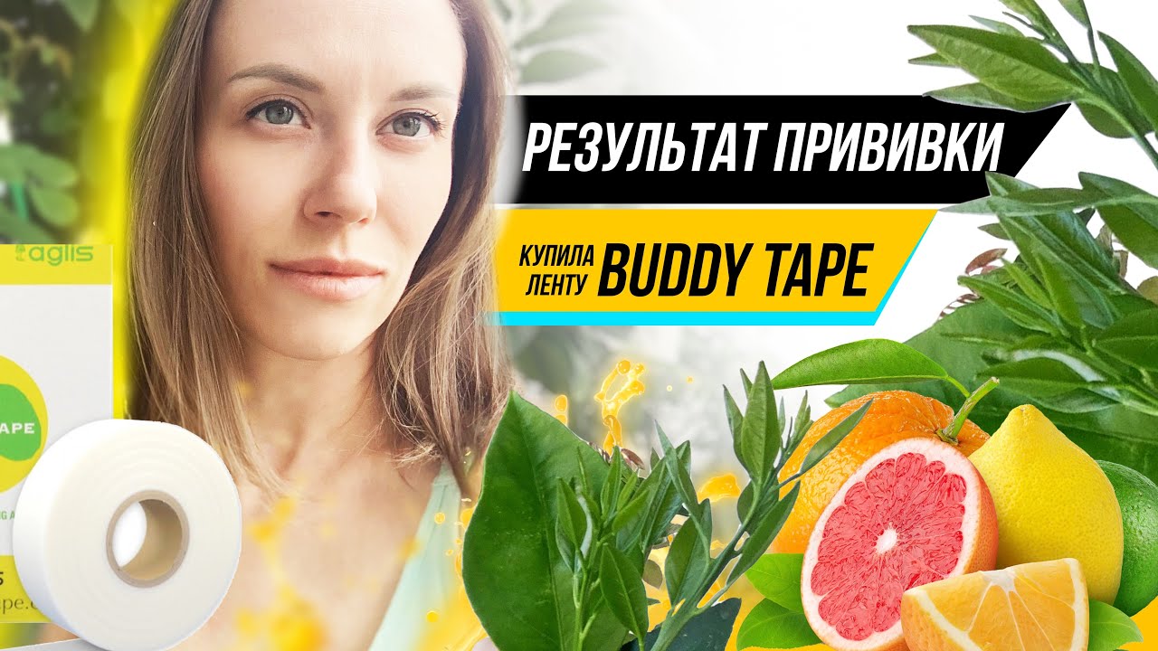 Результаты прививки цитрусов, лента buddy tape, жара в Петербурге
