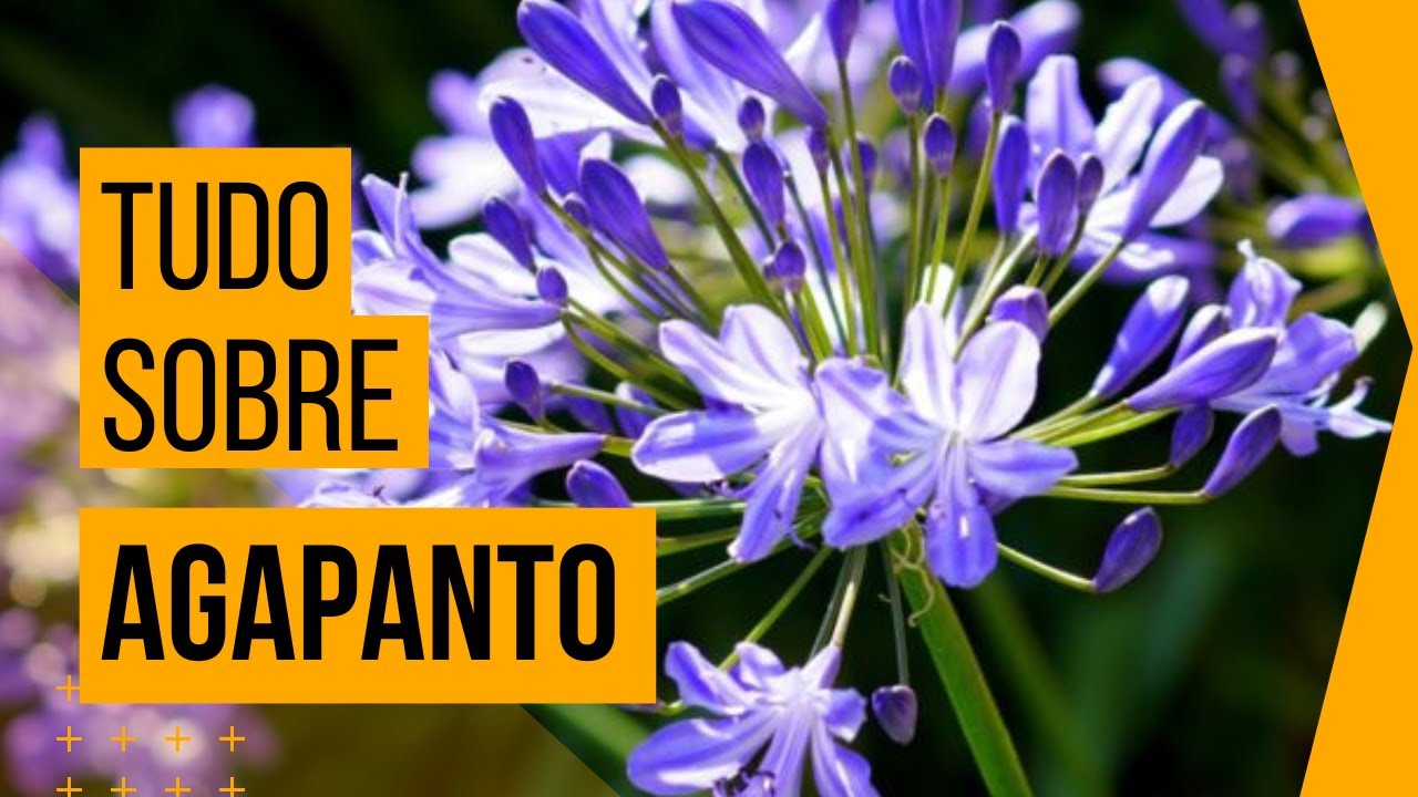 AGAPANTOS | Tudo o que voc&ecirc; precisa saber para plantar, cultivar, cuidar e fazer mudas
