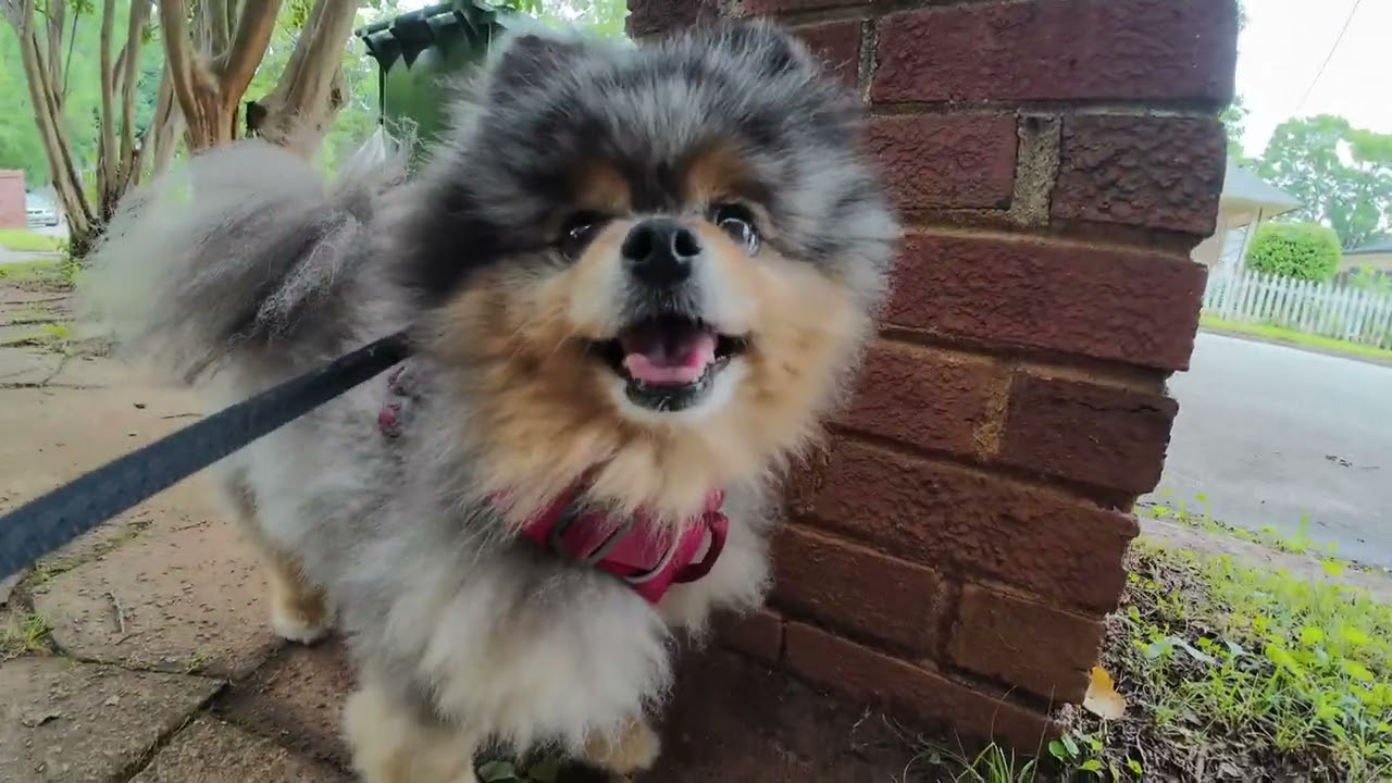 Doggies 🐶 in ATL.. like & subscribe human✌🏽
