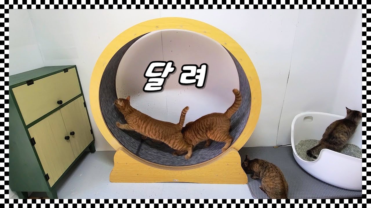 고양이들에게 새해 선물로 캣휠을 사줬는데 이상하게 탄다