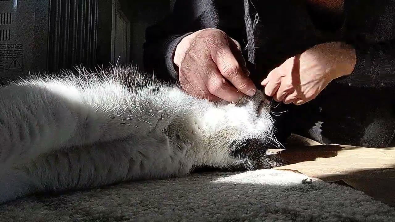 cat bites my face with love