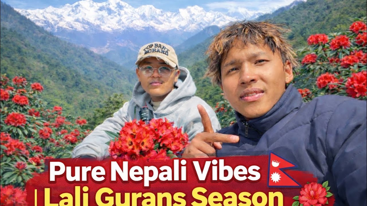 Pure Nepali Vibes 🇳🇵 | Lali Gurans Season 🌺 | Himalayan Views
