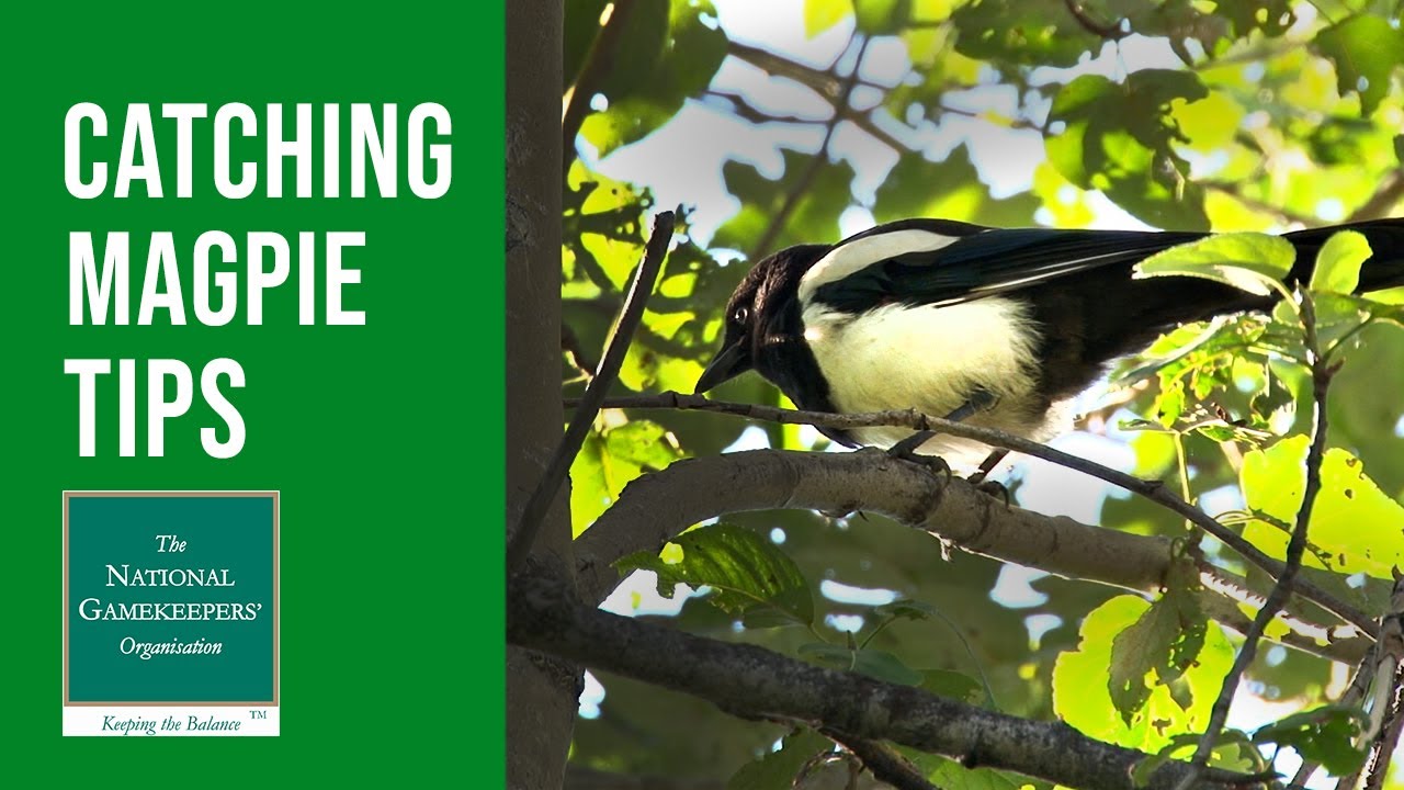 Catching Your First Magpie