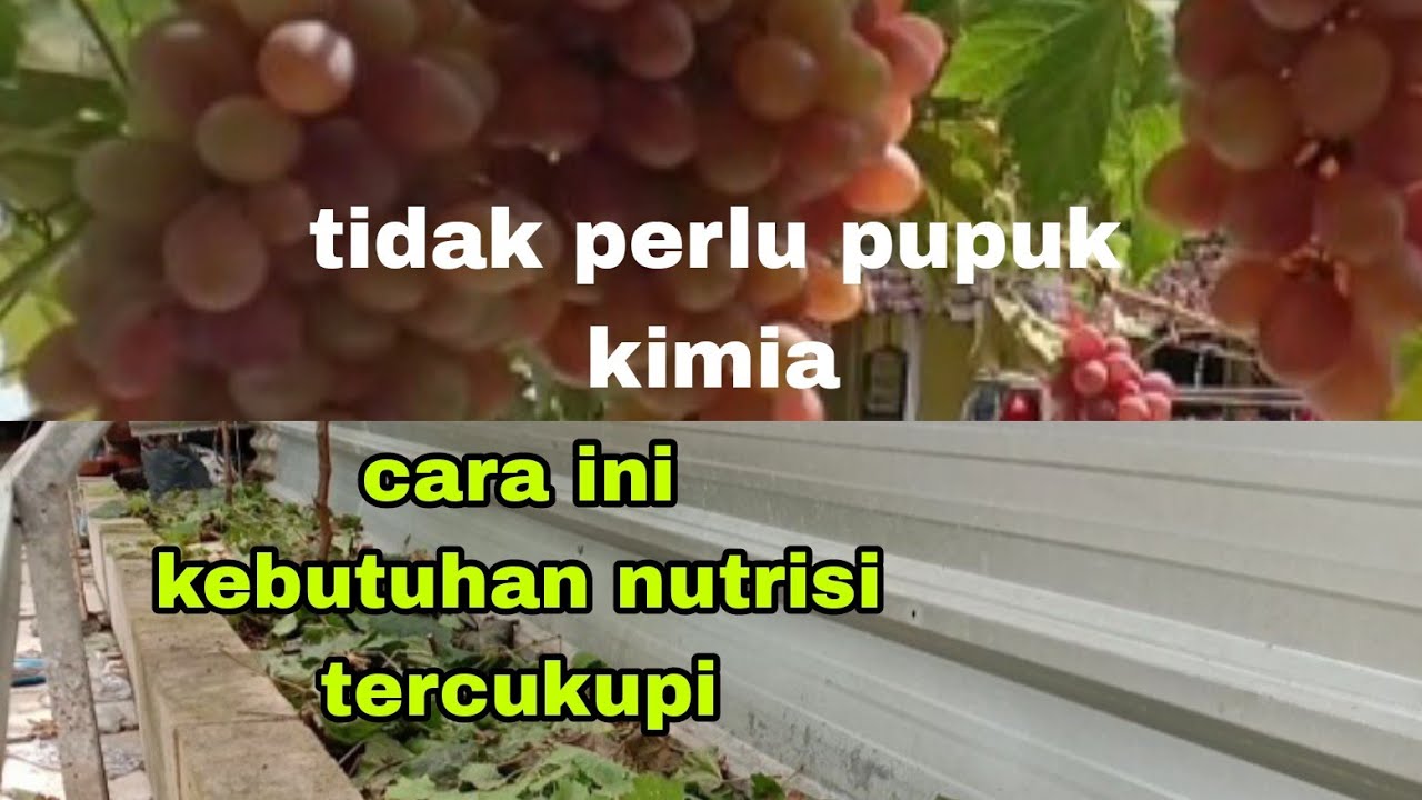 CARA MEMBUAT TANAMAN ANGGUR BERBUAH TANPA PUPUK KIMIA,@Petani Hidroponik comal.