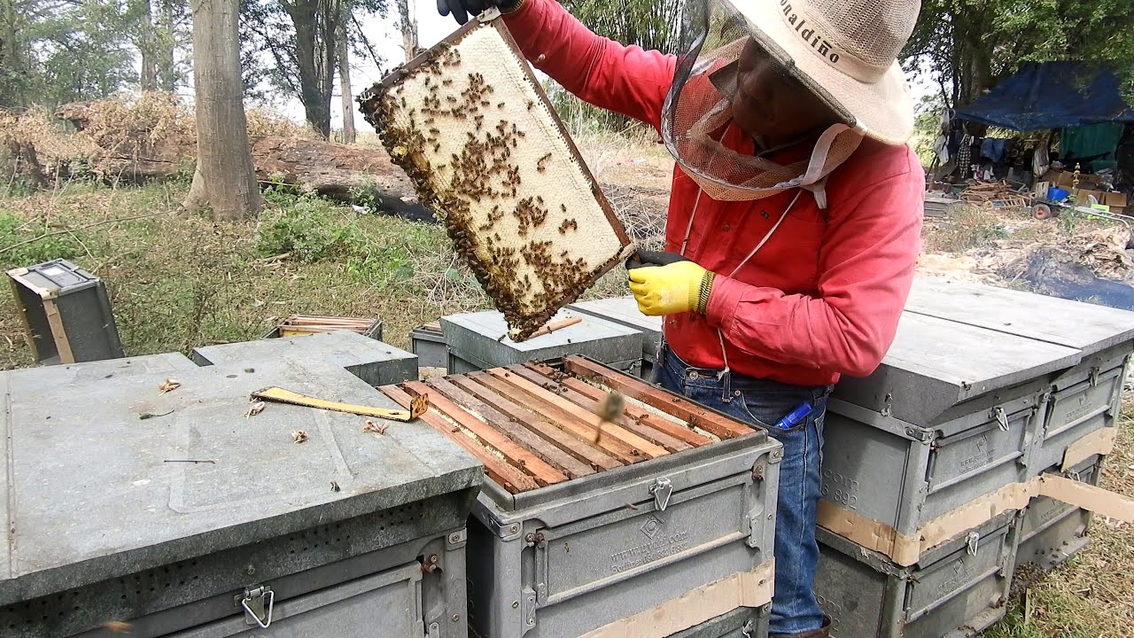 Super hive in Cambodia