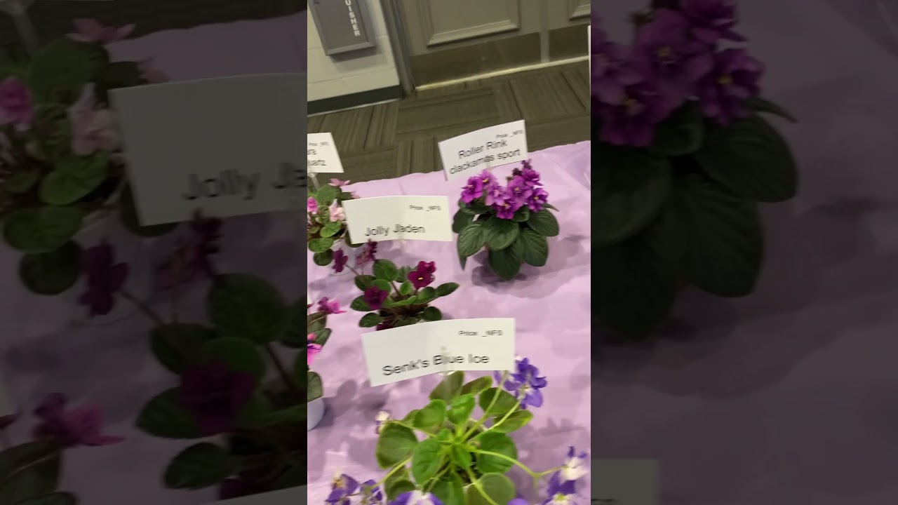 Exhibition of violets. #floridalife
