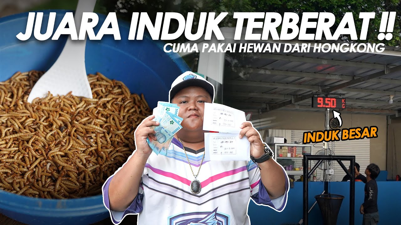 UMPAN HEWAN DARI HONGKONG !! AUTO NARIK BABON TERBERAT + BAWA PULANG AMPLOP || Am#642