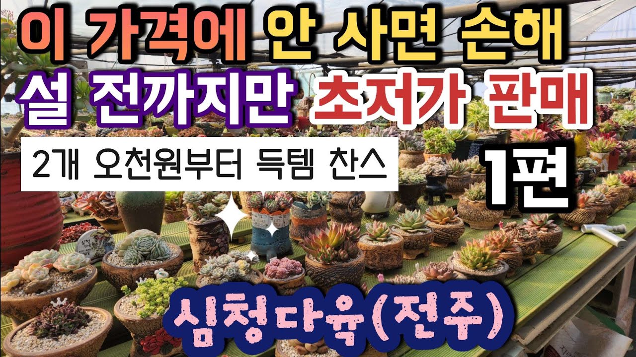 (1편)다육이 키운 지 10년 이상   … 사장님이 푸는 설 전 특가 ㅣ이 크기에 이 가격 실화…? ㅣ#심청다육 ㅣ#신쌤의다다육선(多肉植物, succulent, たにくしょくぶつ)