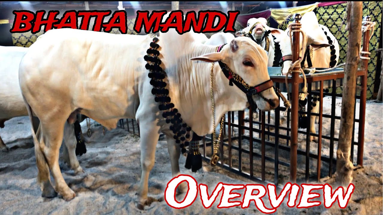 Bhatta Chowk Mandi Detail Review with Beopari ll Mandi Updates 2024