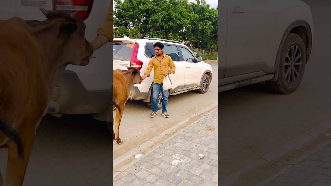 Gaadi dekh kar gau mata bhagi chli aayi #gauseva #tranding #viralvideo #shortvideos