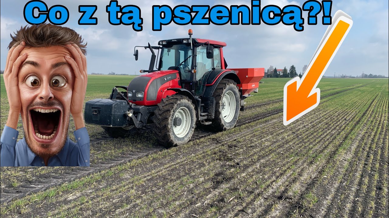 #305- Co z tą pszenicą? żółte place ? Uzupełnić niedobory! Rolnictwo to wielka zagadka ?!