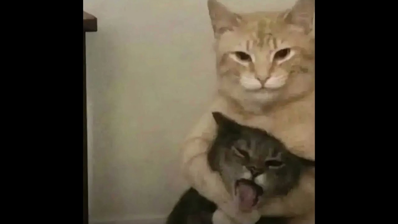 [FREE] Fratii chiar sunt frati?