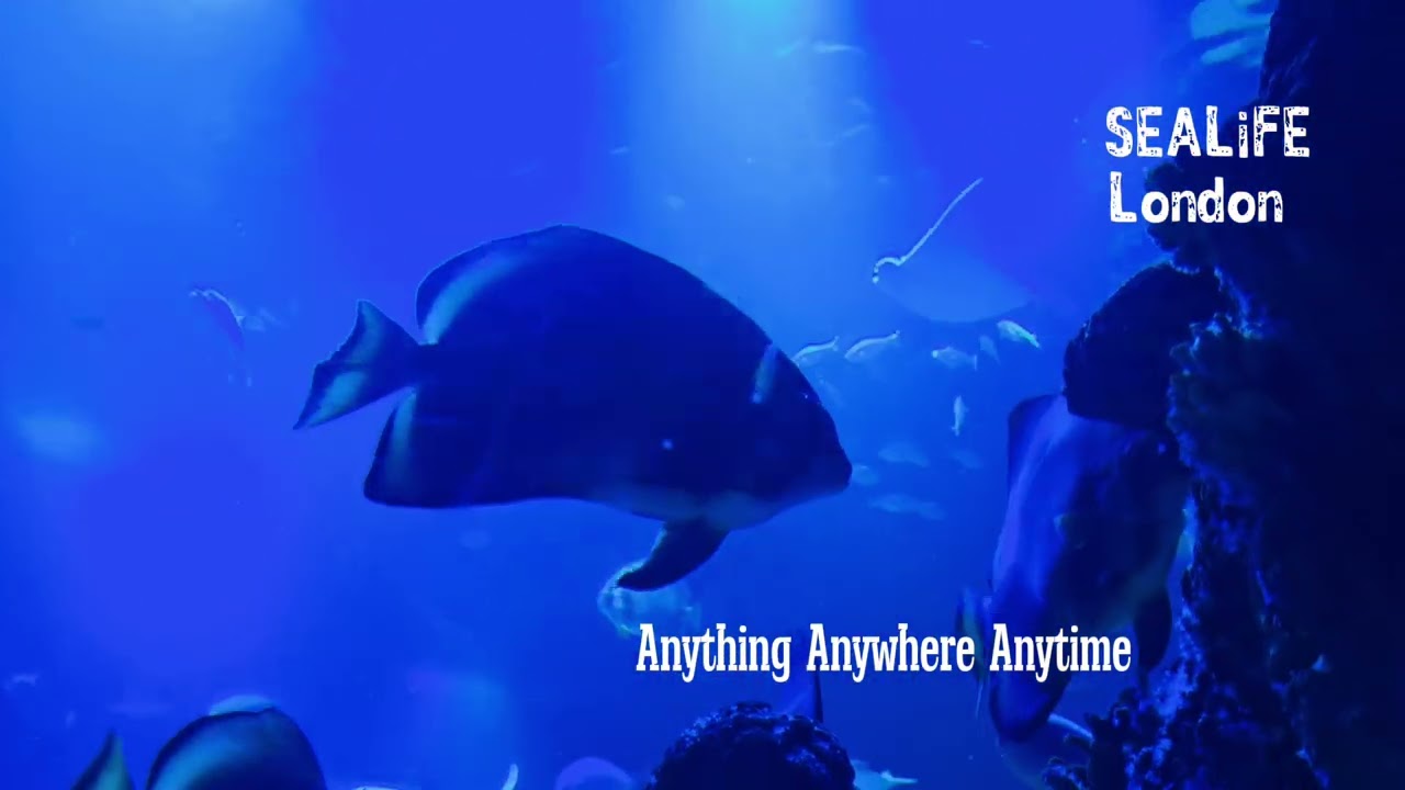 #London #SEALiFE  #UK 