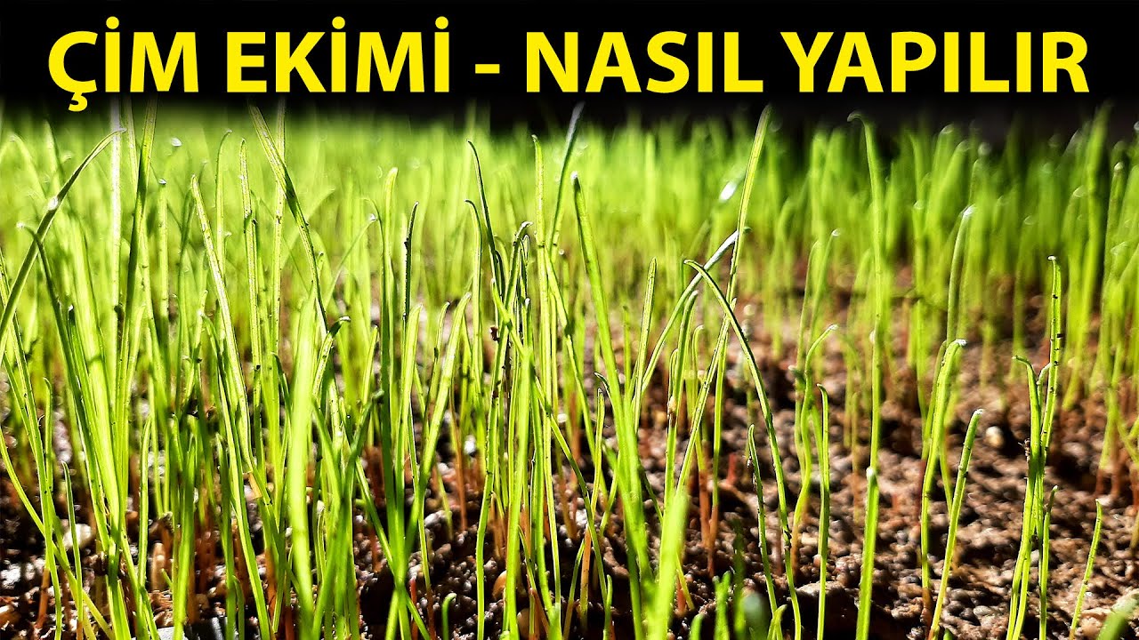Çim ekimi nasıl yapılır, öncesi sonrası nelere dikkat edilmesi gerekiyor | Çim Tohumu #keşfet #ekim