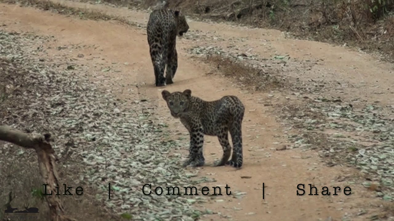 Leap of Leopards | Mom takes Cubs out | Wilpattu National Park, Sri Lanka
