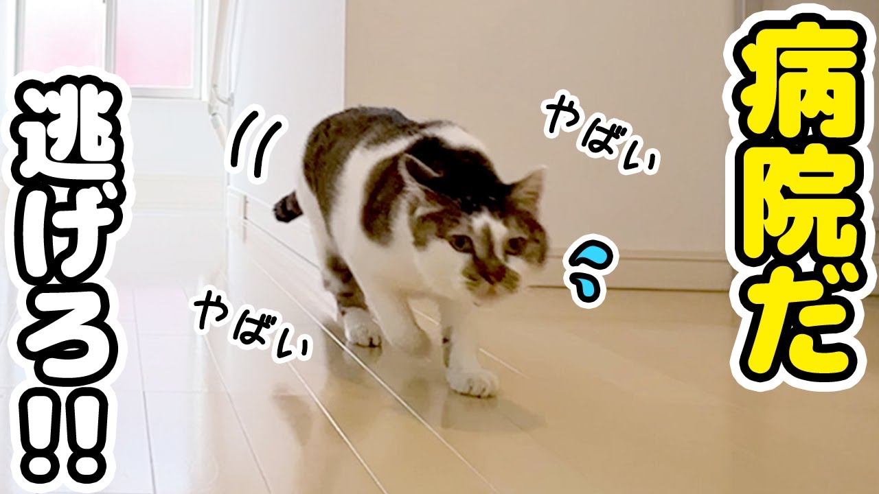 キャリーを見た瞬間に勘違いで逃げ出す愛猫が可愛すぎたｗ【病院と再検査の結果報告】