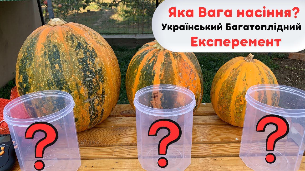 Скільки насіння в одному гарбузі ШОК результати!