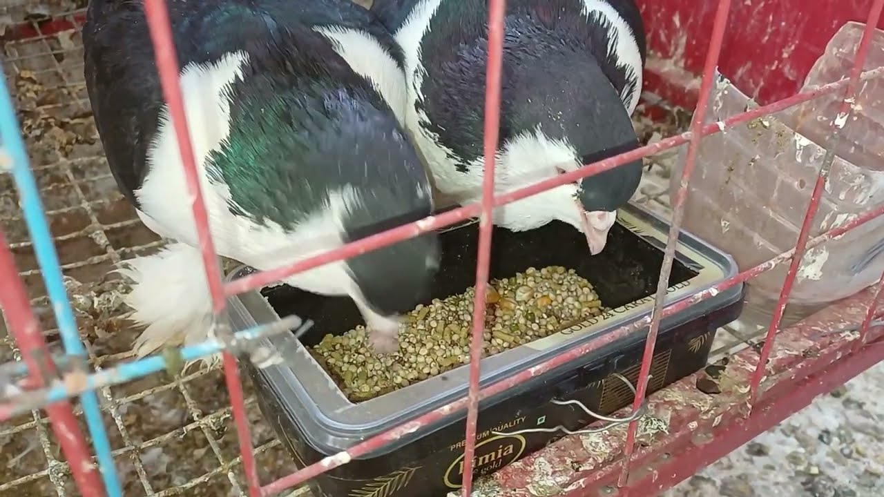 Pigeons Are Eating Grains