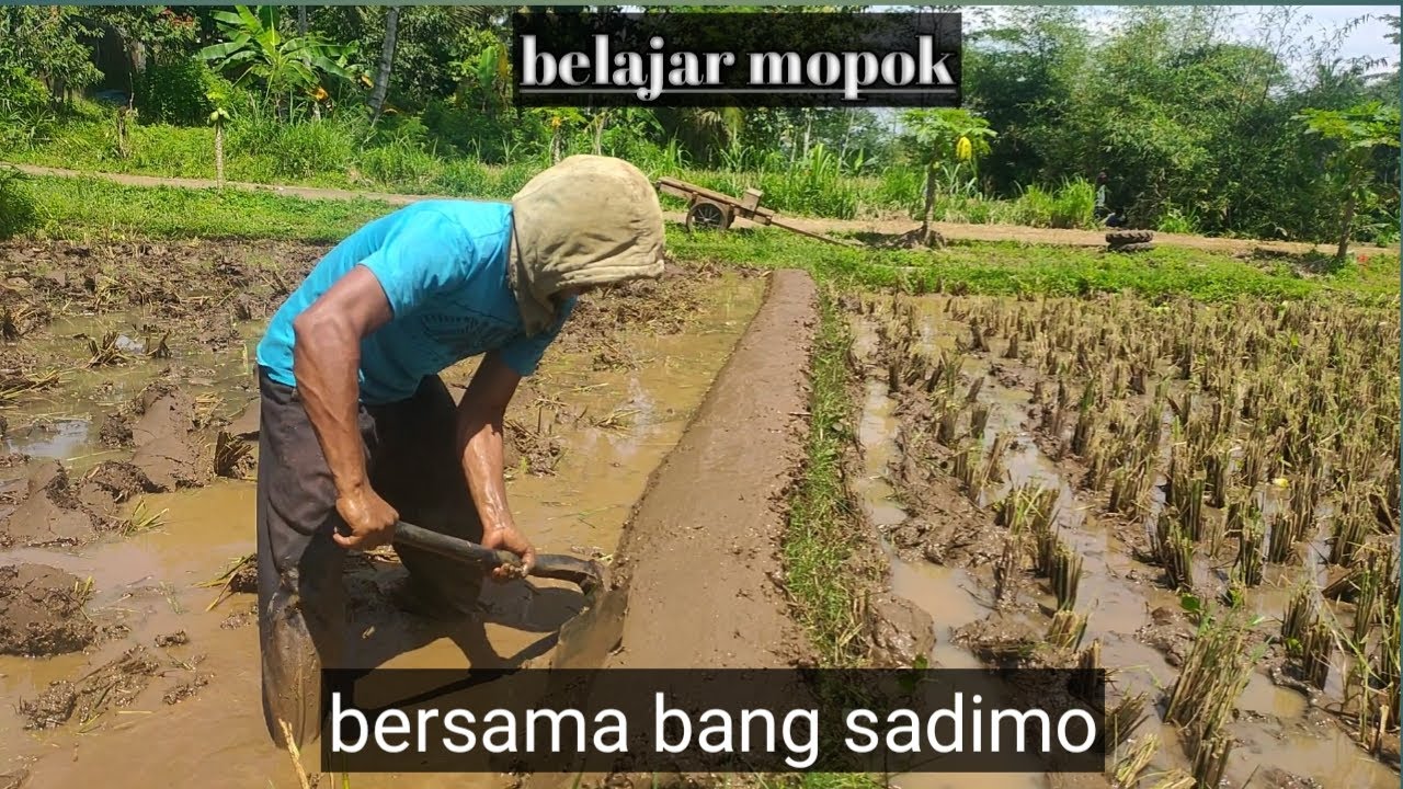 Belajar mopok sawah