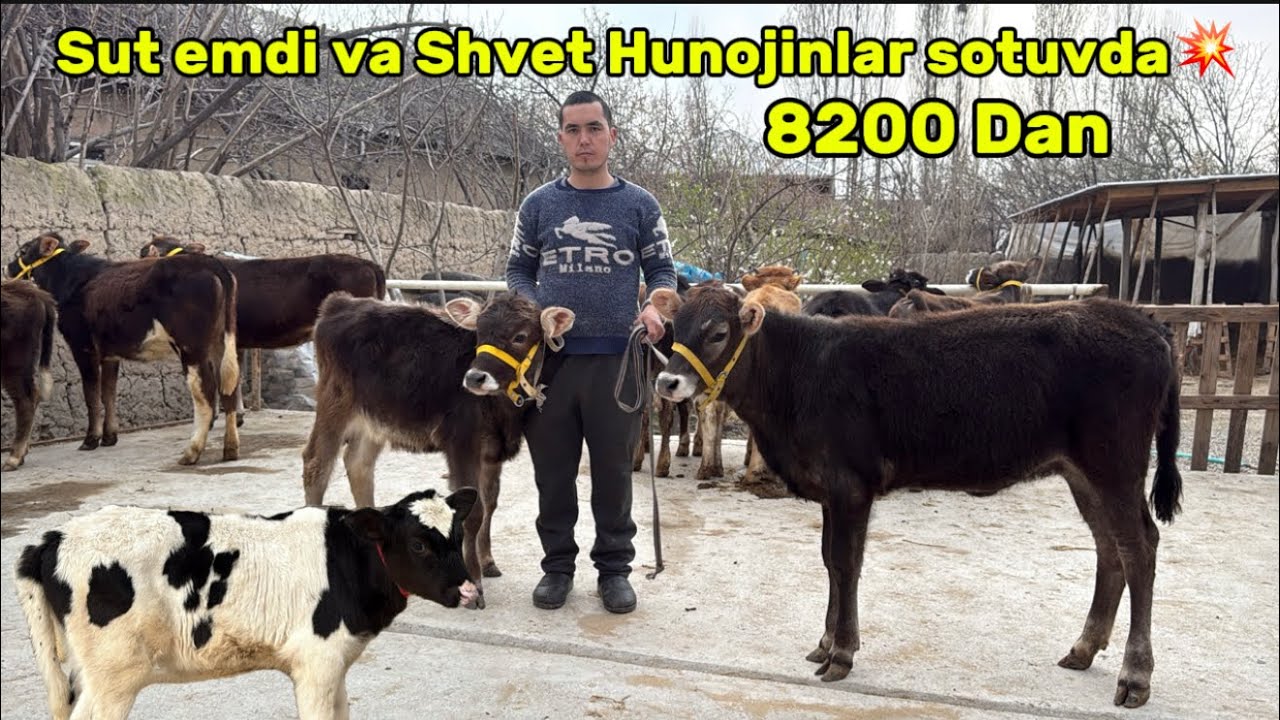 📝SHVET HUNOJINLAR SUT EMDI BUQACHA VA MAHALLIY BUQALAR SOTUVDA✅