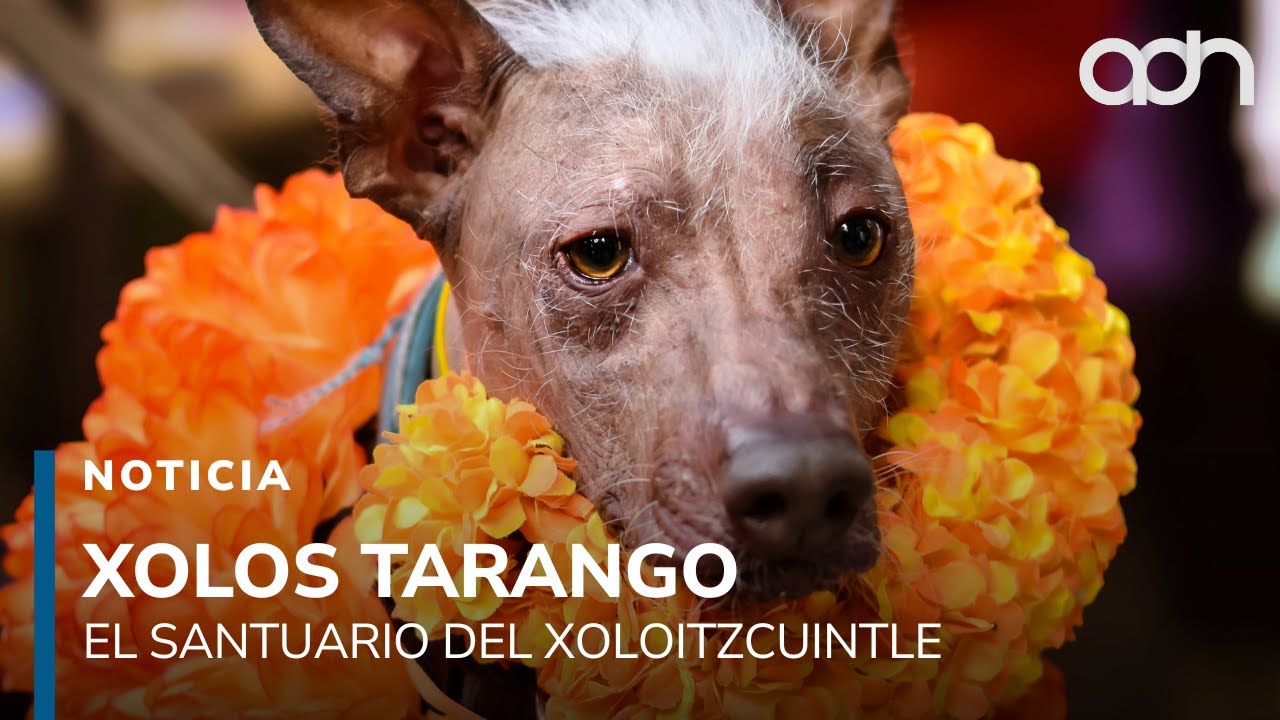 Xolos Tarango, el santuario del perro más emblemático de México, el xoloitzcuintle
