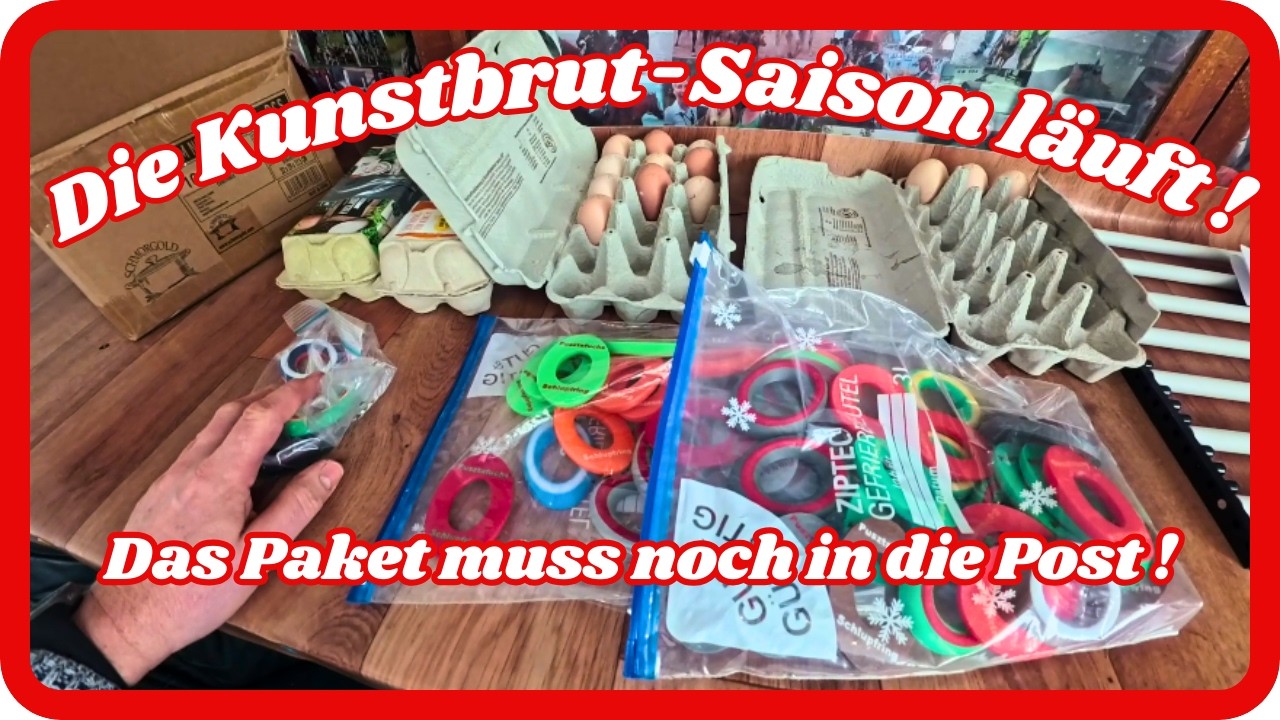 Bruteier und Schlupfringe – Ein Paket für einen Zuschauer !
