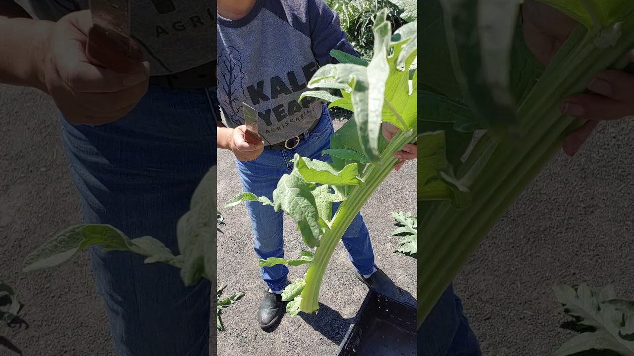 Harvesting Cardoon