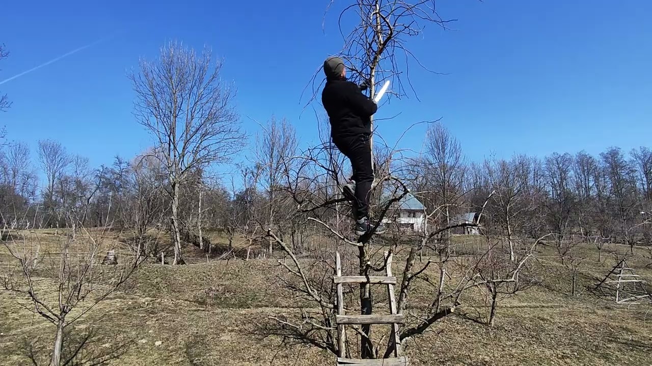 Cum executam tăierea de coborâre a înălțimii unui par soiul Cure 🍐✂️🪚