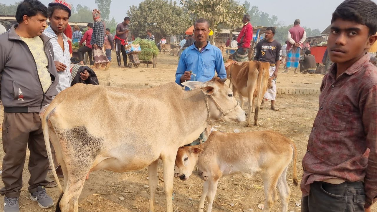 @আজ ৯ ফেব্রুয়ারী ২৬ | বাচ্চাসহ দেশাল ৫০-৯০ হাজারের মধ্যে গাভী গরুর দাম | রানীগঞ্জ হাট | দিনাজপুর 