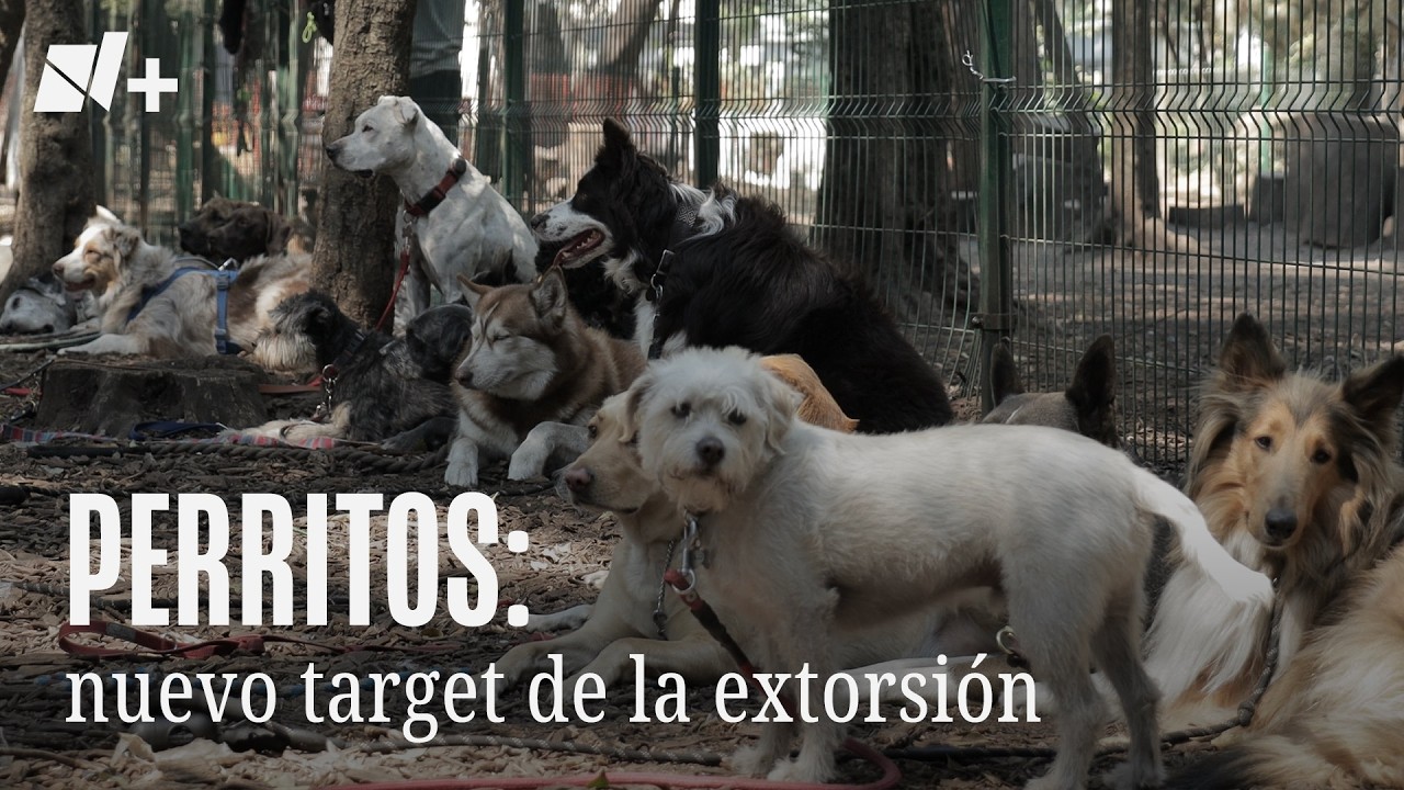 Perritos: nuevo target de la extorsión
