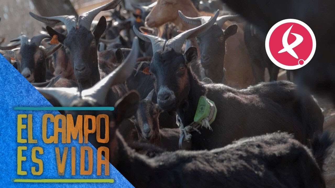 'La raza verata se pìerde porque nadie quiere trabajar en el campo'' | El campo es vida