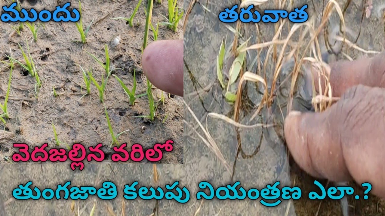 నేను స్ప్రే చేసిన కలుపు మందుల combination #farming 
