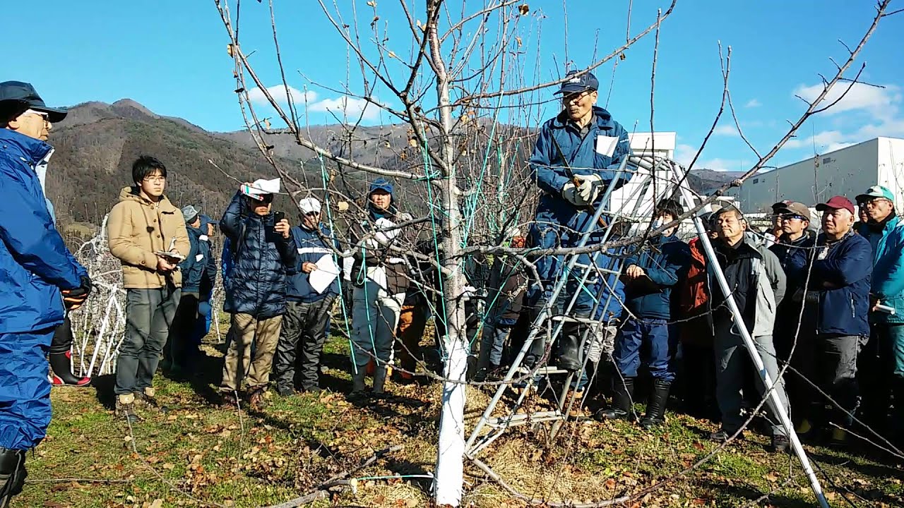 160113 リンゴ半わい化栽培　整枝剪定現地検討会