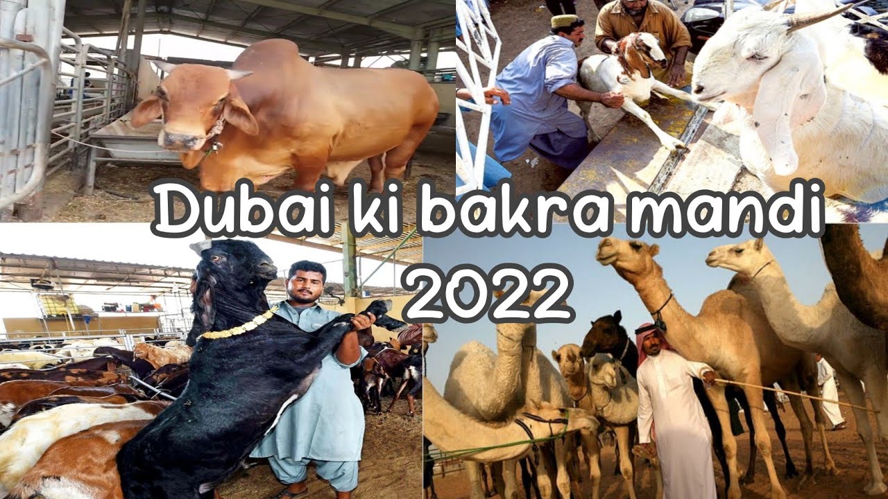 Dubai Ki Bakra Mandi 2022|Cow Mandi|Cattle Market Of Dubai|Bakra Eid 2022.