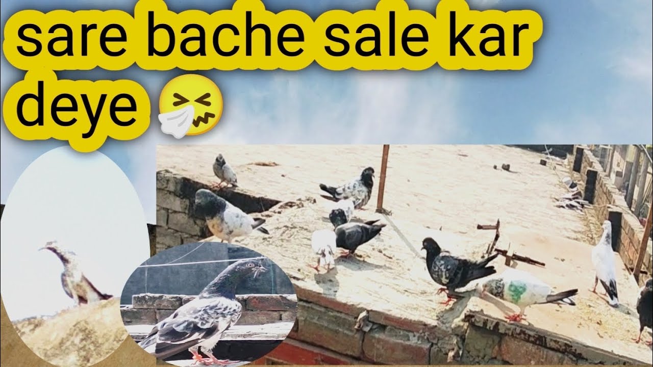 Sare bache sale kar deye 🤧 Zaibi Lgnd pigeon 
