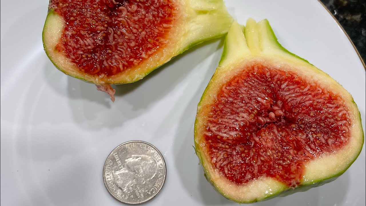 Fig Tree Showcase: The Vasilika Sika VS