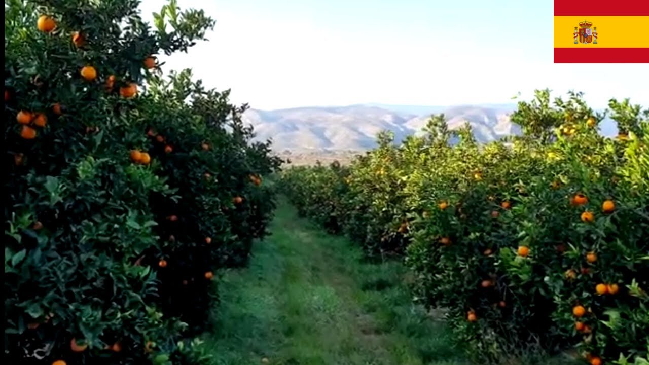 Visite de plantations d'orangers. Région de Valencia,  Espagne