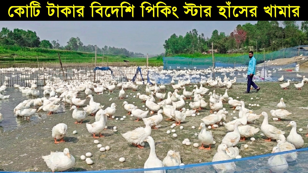 কোটি টাকার বিদেশি পিকিং স্টার হাঁসের খামার।দিদার ভাই হাঁসের খামার করে সফল উদ্যোক্তা।
