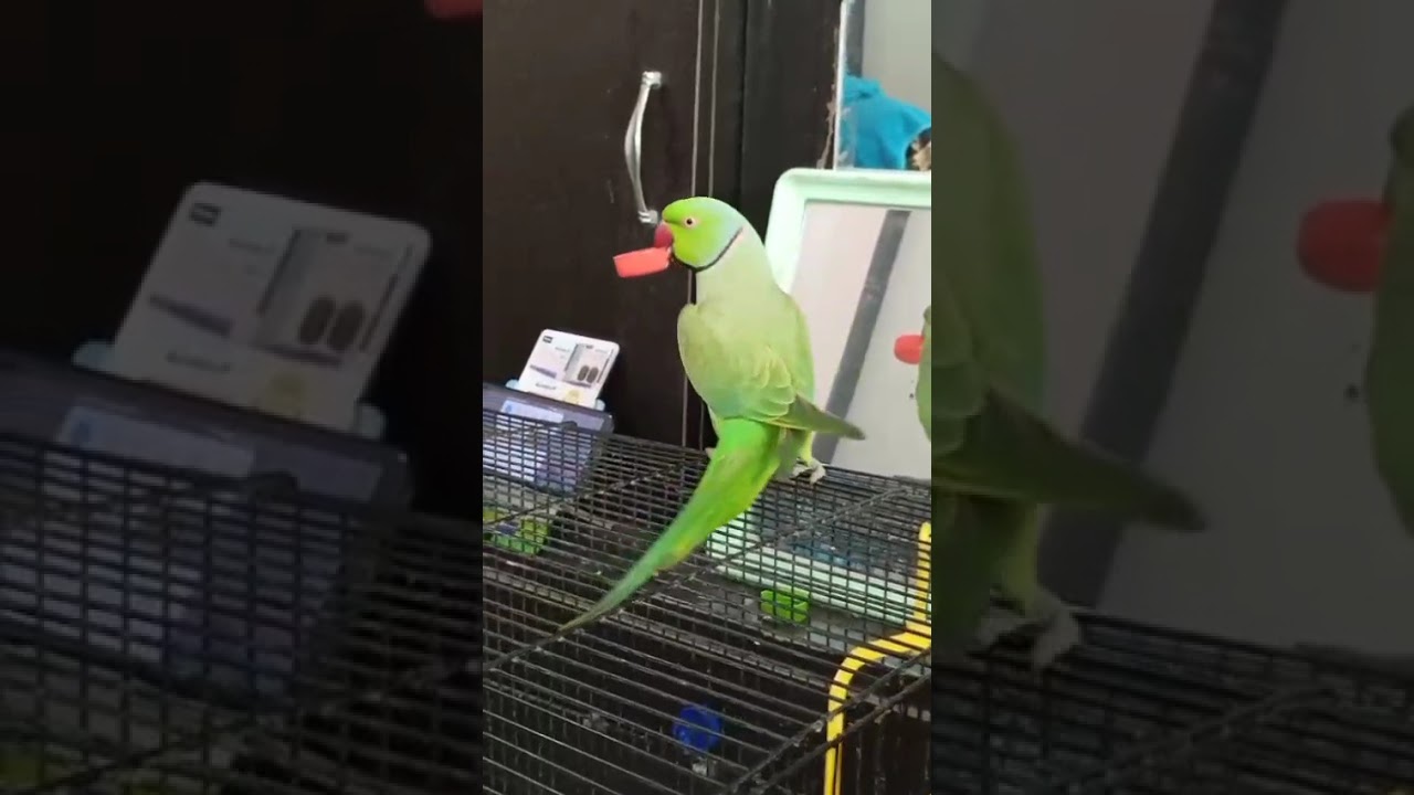Hello-I'm back with new fun. Let's enjoy ❤️🦜